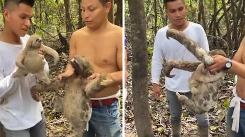 Baby Sloth Preciously Reunited With Mother