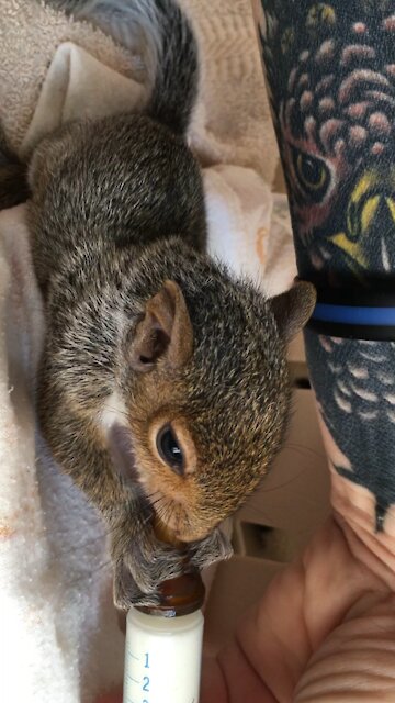 Feeding Baby Eastern Grey Squirrel