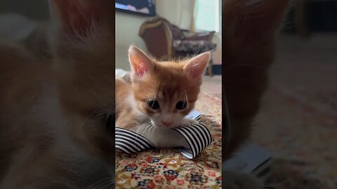 Cute kittens call each other