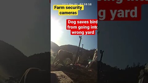 Farm surveillance of birds
