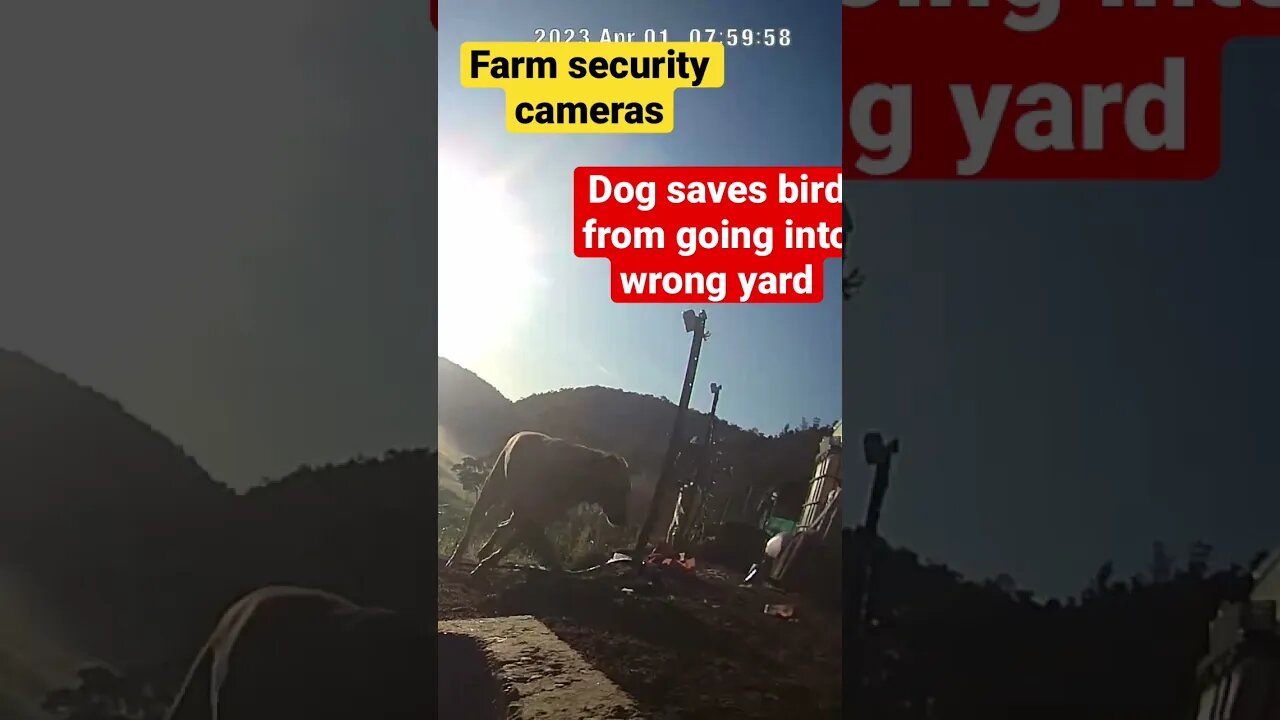 Farm surveillance of birds