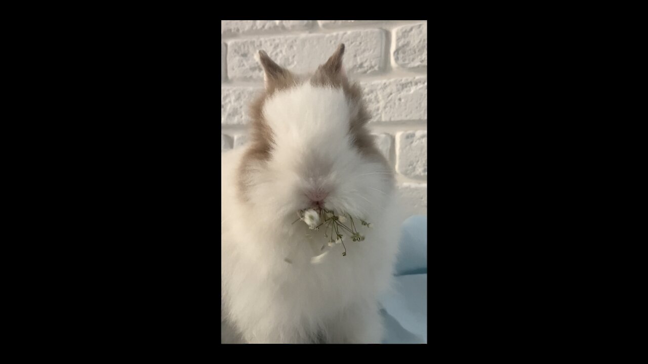 This Rabbit Is Incredible