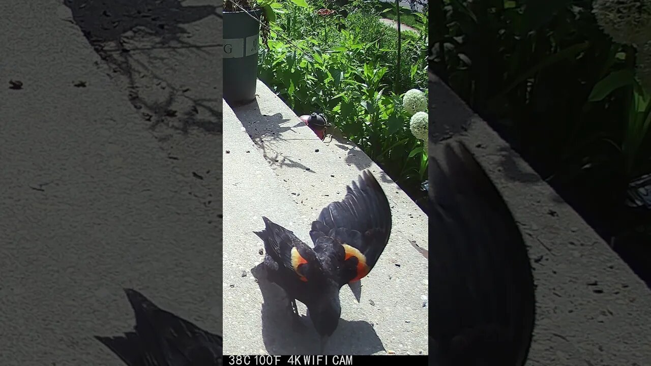 This Red Winged Blackbird Has A Hurt Foot! 😥