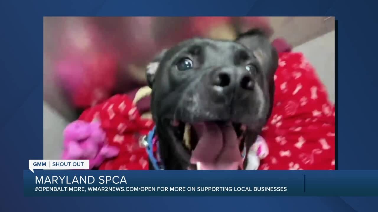 Damien the dog is looking for a new home at the Maryland SPCA