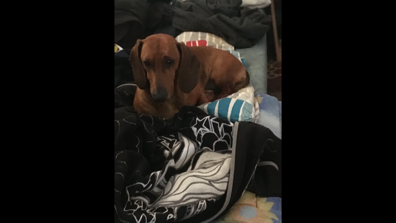 My Cute Dog dachshund