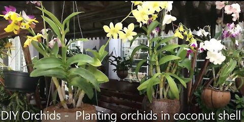 DIY Planting Orchids in Coconut Shell 🌾