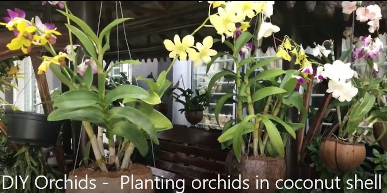 DIY Planting Orchids in Coconut Shell 🌾