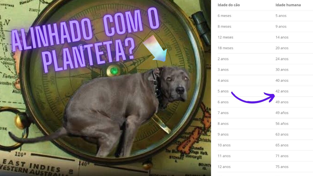 Saiba qual a idade humana do seu cão! 4 curiosidades sobre cachorros