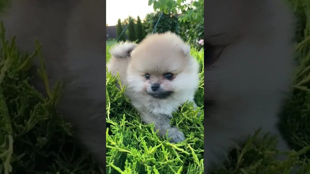 Cute Baby puppy 🙀 #shorts #shortvideo #youtubeshorts