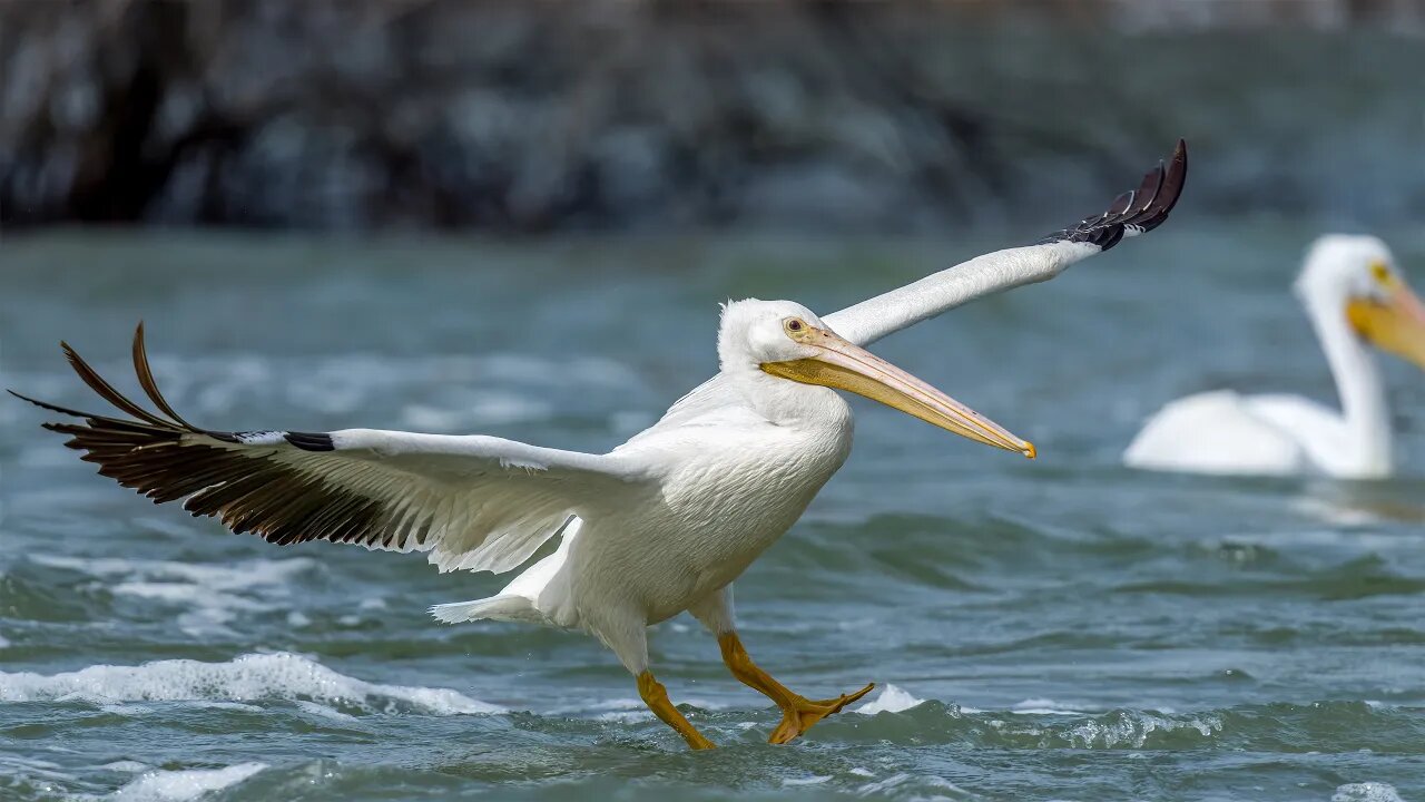 American White Pelicans on a River, Sony A1/Sony Alpha1, 4k