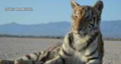 Pahrump veteran claims tigers are emotional support animals