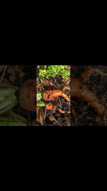 Is it done yet? #Carrots