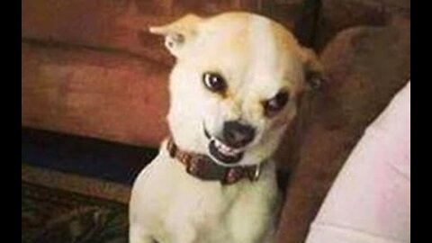 Funny Video Pets And Animals