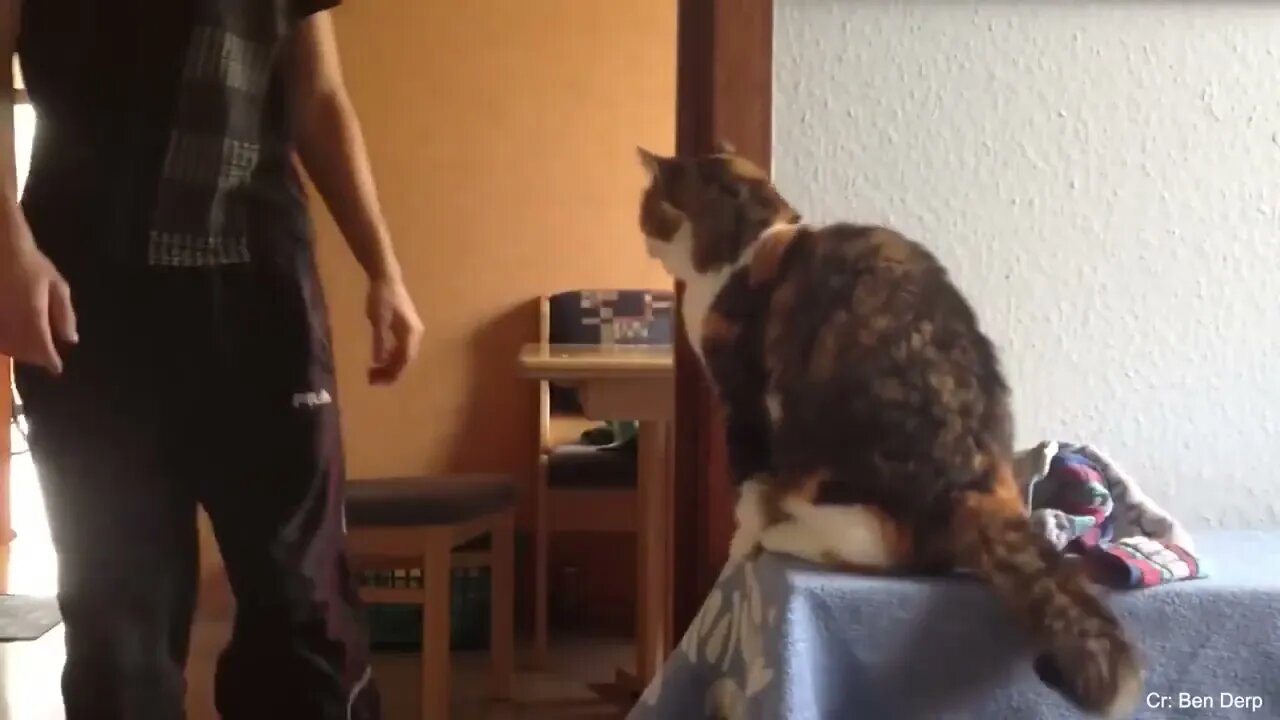 Super FUNNY CAT And THEIR OWNER VIDEOS!