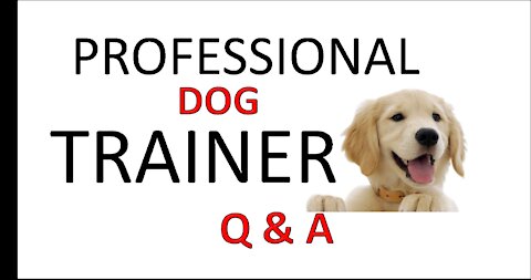 PROFESSIONAL DOG TRAINER Q&A