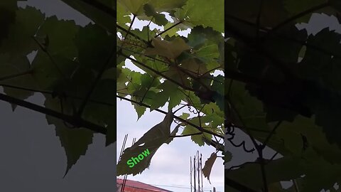 VIDEIRA DE UVA COM CACHO