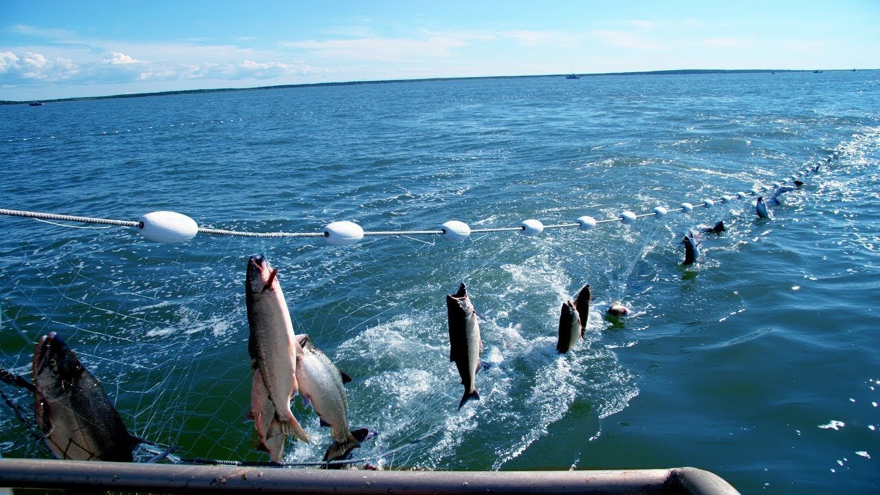 Incredible high-tech automated lines - catching and processing fish Right on Ship.