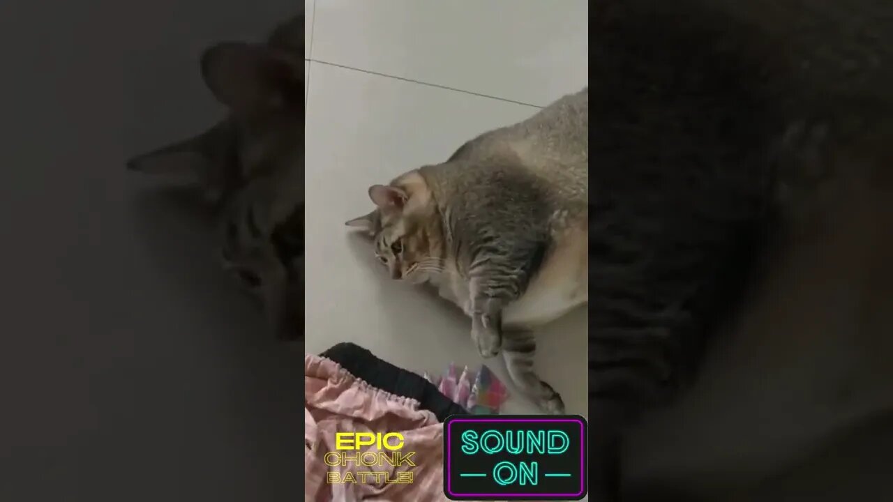 Epic fat cat fight Chonks Battle 🤘 [Chonks] 😸 Funny Cat Fails Try Not To Laugh #short