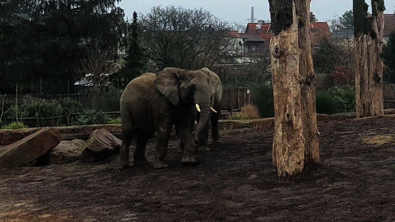 Elefants 🐘 fighting at Zoo Magdeburg 🐘