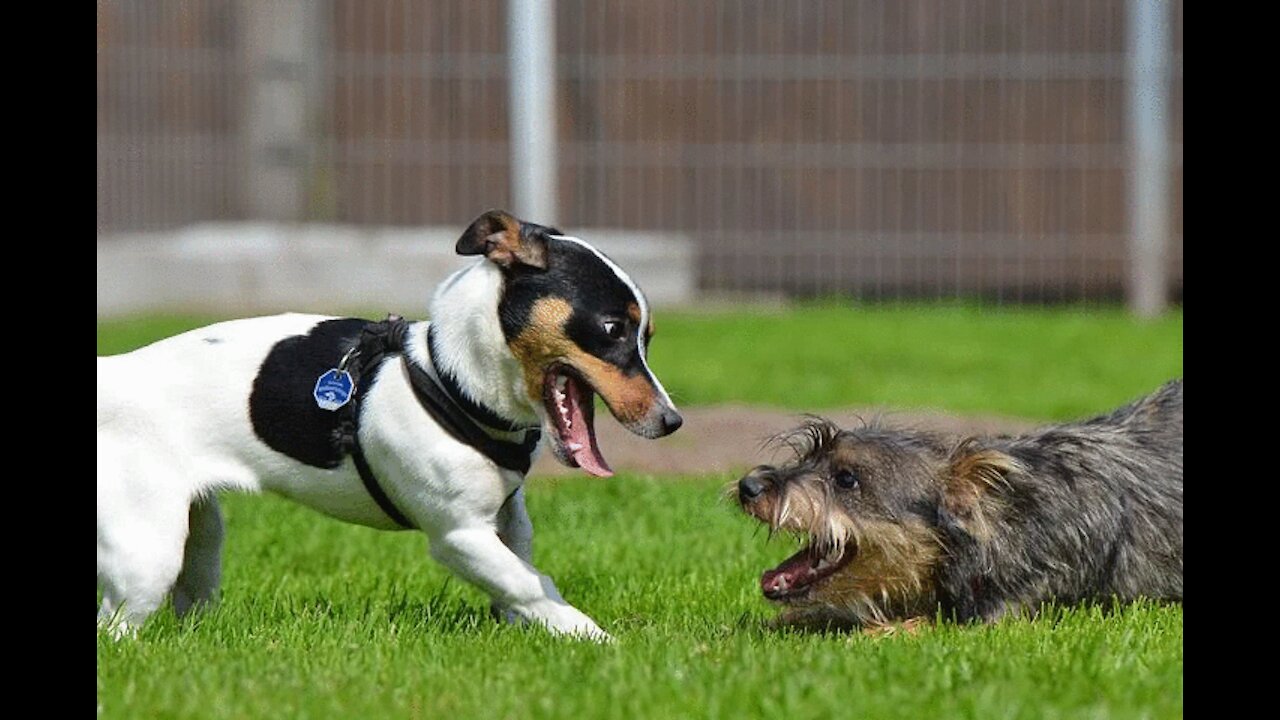 INTELLIGENT FUNNY DOGS The funniest dogs on the internet Best funny dog videos