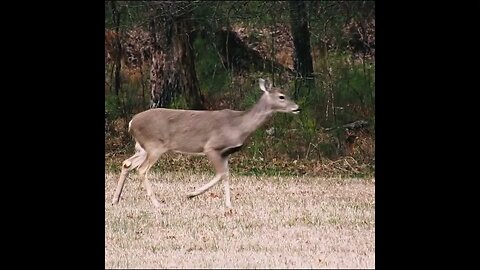 deer in the field