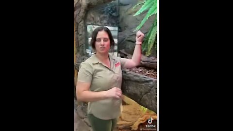 Tiktok Amazing Crocodile