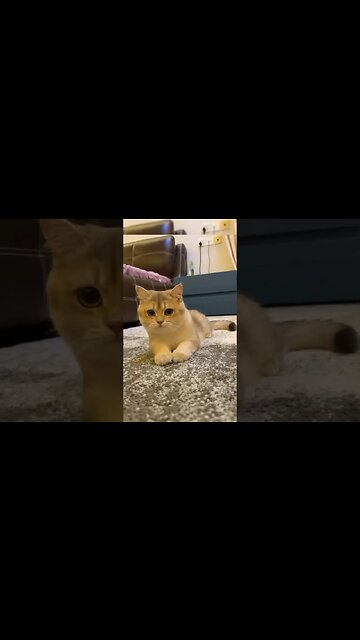 The Oscar goes to!! 🔥🔥🔥 #shorts #subscribe #viral #shortvideo