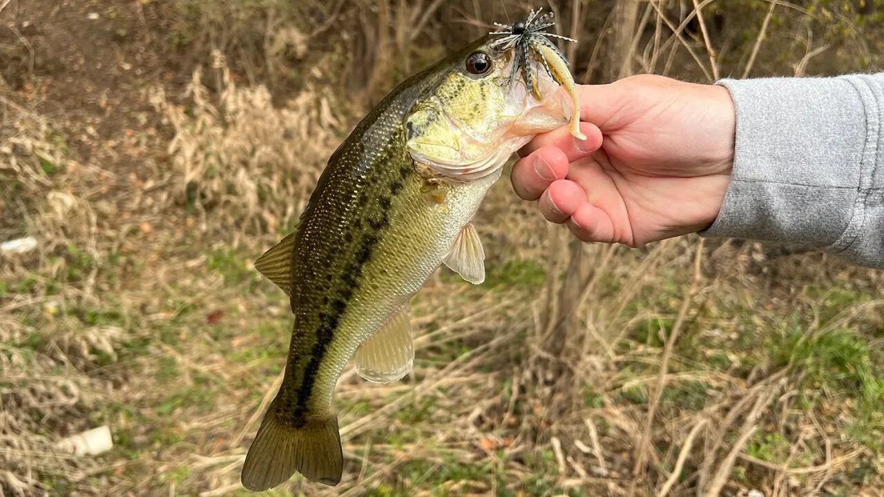 Fishing a Slim Shad & Spin Jig for Winter Creek Bass - Check out the HUGE pack of Bass near the end!