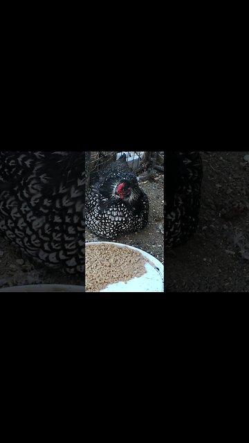 Update on hen who hatched chicks in the middle of winter