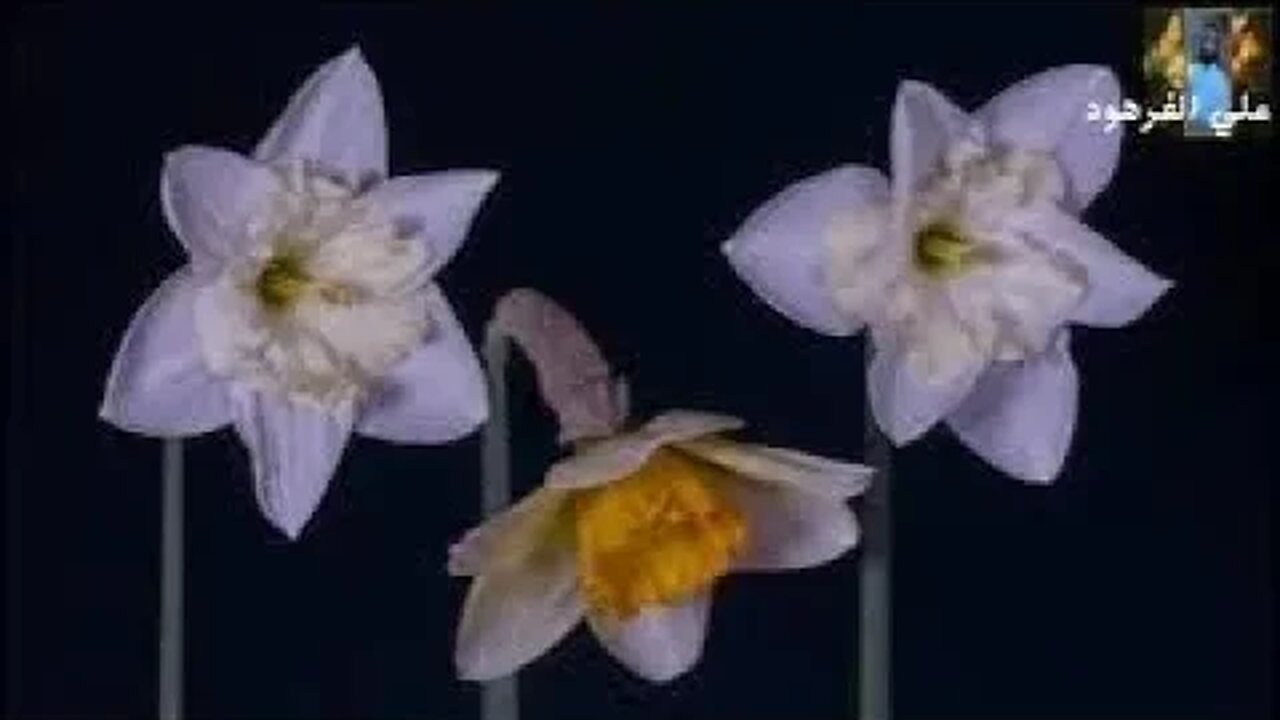 قران كريم بصوت جميل جدا ومريح للنوم@ALIAL-FARHOUD