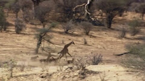 Mother Giraffe Kick Broken Lion Head Who Try To Eat Her Baby, Harsh Life of Wild Animals-2