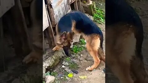 German shepherd caught stealing eggs #shorts #viral #doglover #germanshepherd