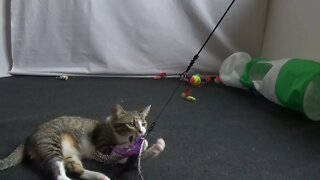 Cat Takes Playing Serious