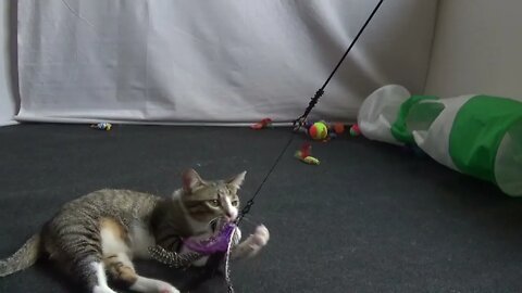Cat Takes Playing Serious