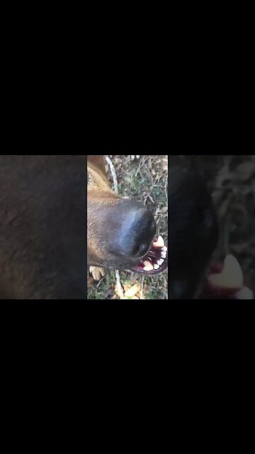 THIS Dog LOVES Sheep