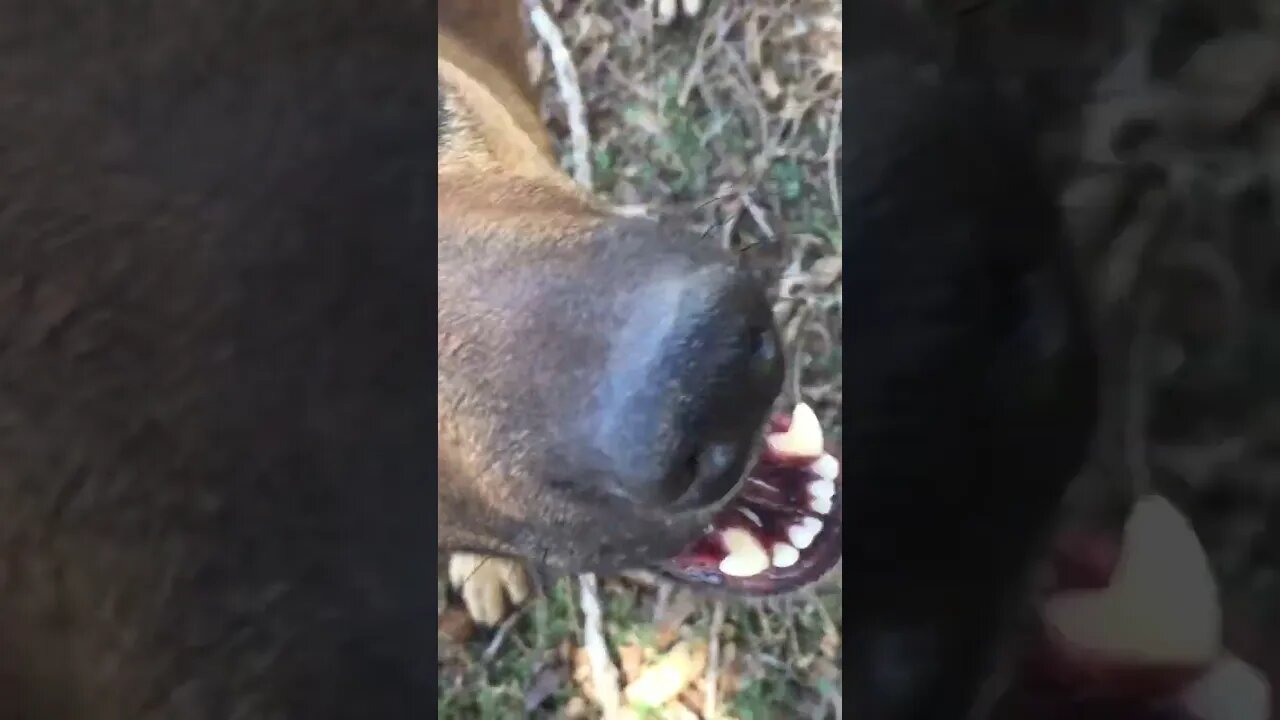 THIS Dog LOVES Sheep