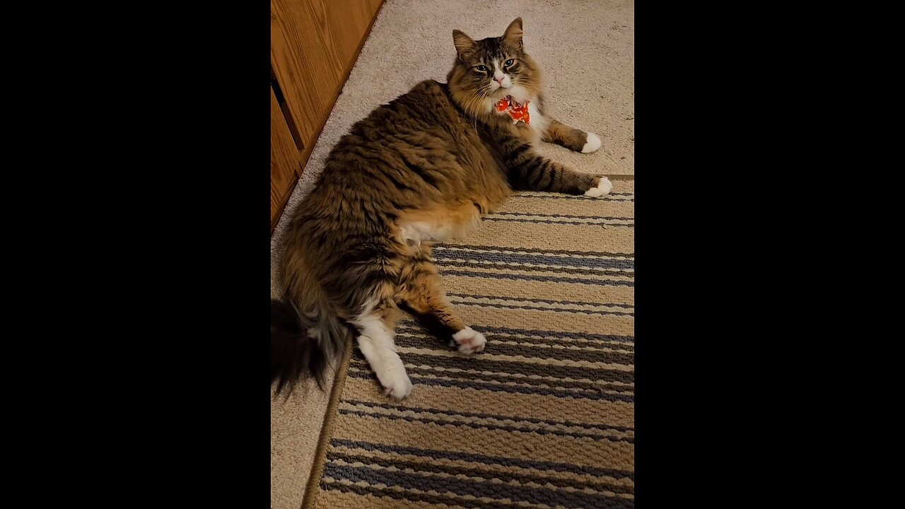 Petunia's New Year Exercise Program (Featuring Petunia The Norwegian Forest Cat)