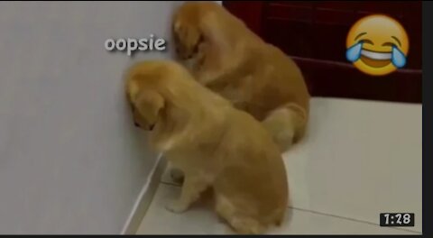 Funny guilty doggos. Funny moment