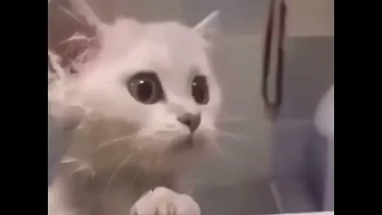 PLAYING CAT VIDEO MEAWWW