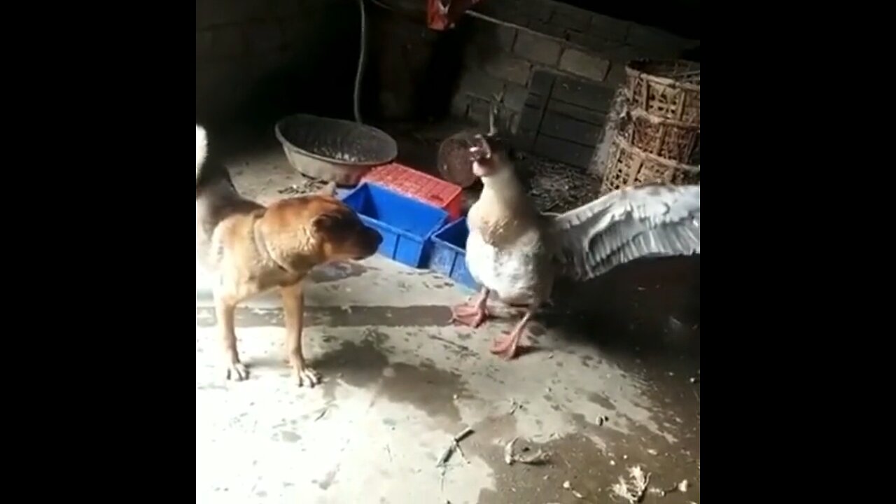 Dog fights with duck