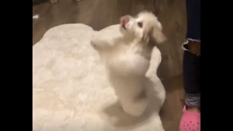 Funny Dancing Maltipoo