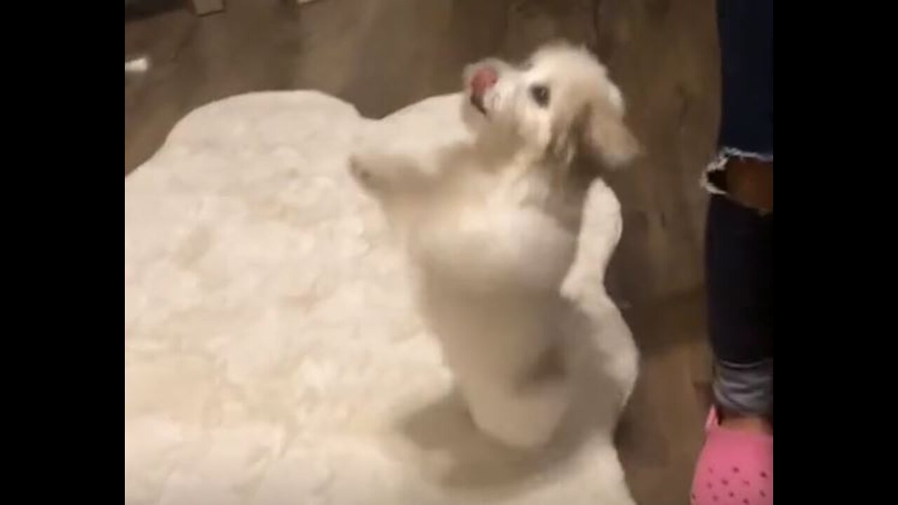 Funny Dancing Maltipoo