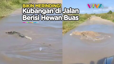 NGERI! Kubangan Jalan Mengancam Nyawa, Isinya Hewan Buas