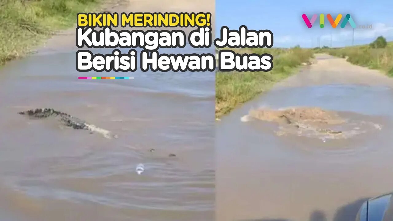 NGERI! Kubangan Jalan Mengancam Nyawa, Isinya Hewan Buas