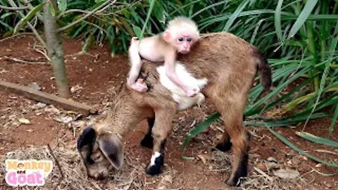 Baby monkey thinks the goat is her dad