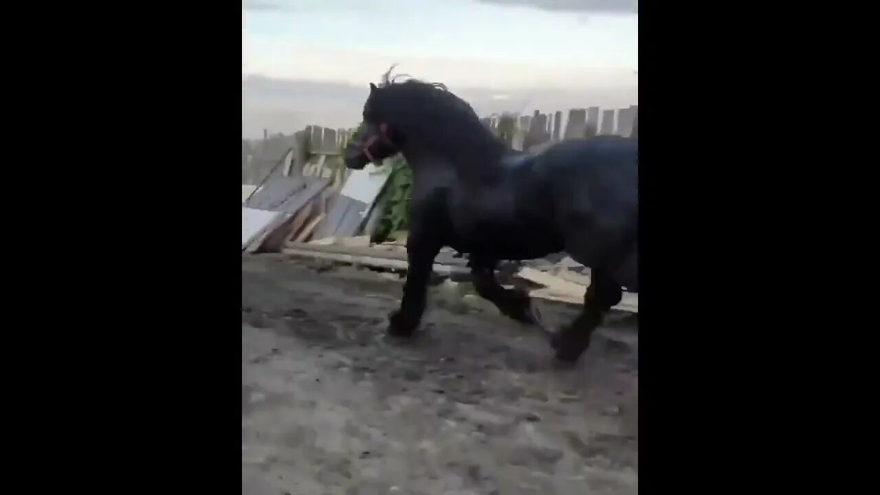 Made your day with these funny and cute Horses | Funny horse videos