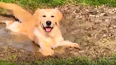 Best Funny Animals Video - Newest Cats😹 and Dogs🐶