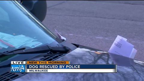 Milwaukee Police rescue dog abandoned in car for at least 4 days