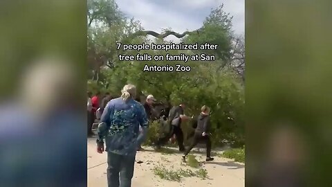 Video Of Tree Falling On San Antonio Zoo Goers