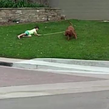 Dog Takes A Little Boy For A Walk